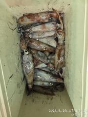 한치 잡으러 함께하세요 ~~ 사진