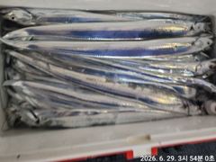 먼바다 갈치 소식 전합니다. 여수 신성호 사진