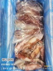 윤피싱 29일 한치 입항 조황 사진