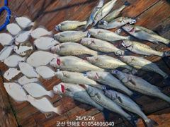 ♥겁나 나와! 신나 죽음ㅋ♥농어·광어·우럭 생미끼♥군산 인해호♥ 사진