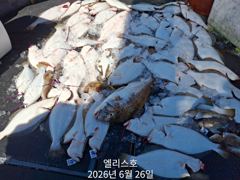 6월 26일조황 사진