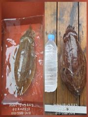 4일, 대포알 갑오징어~싸이즈 좋아요~ 실시간~오늘 야간 "고등어,삼치" 갑니다~군산 포세이돈 2호 사진