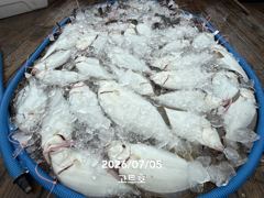7월5일 고트호 조황 사진