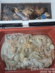 7월9일 문어 조황, 씨알, 마릿수 굿 사진
