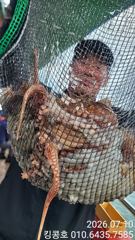 7월10일 고흥문어조황 킹콩호 사진