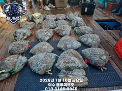 7월10일 문어 조황~!! 사진