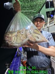오후문어 조황도 굿입니다 사진