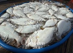 7월11일 고트호 조황 사진