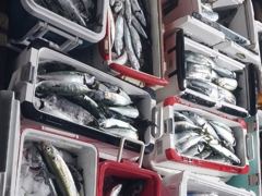 ◆만쿨은 기본◆손맛은 덤◆야간 고등어·삼치◆고등어채비+메탈지그◆군산 인해호◆ 사진