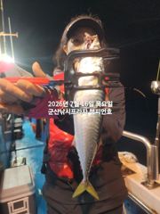 한밤에 향연~야간 고등어~삼치,등~ "끝내주는 고등어"출조~실시간~금요일부터 매일출조~~군산 챔피언호 사진