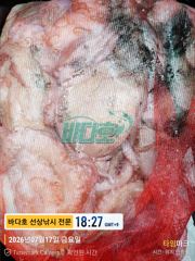 7월 17일 문어 조황 사진