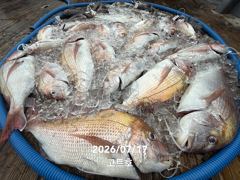 7월17일 고트호 조황 사진