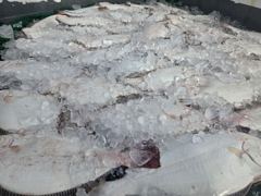 7월19일 방포항 천일호 7인 광어다운샷 조황입니다 사진
