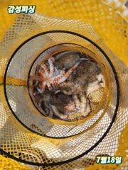 17일.18일문어조황입니다 사진