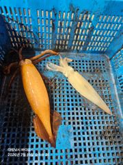 대림낚시바다호 7월 19일 한치 출조 조황 입니다 사진
