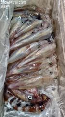 한치 화,수,목,금~//문어 금, 토, 일~ 예약가능  사진