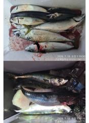 ●야간고등어 출항확정 토요일여유자리13● 사진