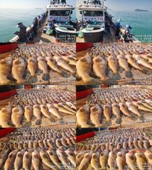 ♥ 붉바리들..이정도는 잡아봐야지요 대박 붉바리조황입니다[2026년07월22일] ◎ 해마루호가 뜨는이유? 조황때문이죠 ◎ 핵심포인트: 바로진입.. 바로히트.. ▣ 차원이 다른 조황으로 모십니다 ▣ 요즘 붉바리낚시가 대세입니다 사진