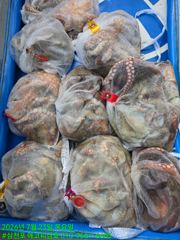 23일)중치급 문어조황, 24일(금)잔여자리 있읍니다. 사진