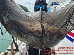 대물들 ㅡ나로도 문어. 사진
