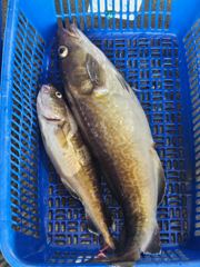 오호항 더이글피싱 7/13일 대구라바출조 사진