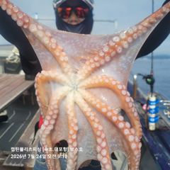 속초보스호 7/24(금) 대(왕)문어조황...대문어 이정도면 대박아닌가요... 사진