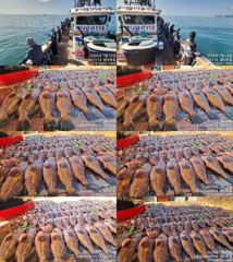 ♥붉바리들..이정도는 잡아봐야지요 대박 붉바리조황입니다[2026년07월25일] ◎ 해마루호가 뜨는이유? 조황때문이죠 ◎ 핵심포인트: 바로진입.. 바로히트.. ▣ 차원이 다른 조황으로 모십니다 ▣ 요즘 붉바리낚시가 대세입니다  사진