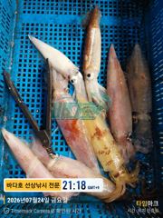 7월 25일 철수 대포한치 조황 내일 자리 여유~~ 사진