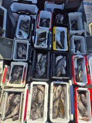 7월 26일 삼정피싱호 조황~!! 사진