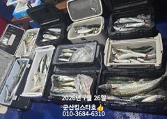 7/25 ▶▶ ■ 군산대일피싱 ■ 킹스타호 야간 고등어 조황 내일 5자리 있습니다.  사진