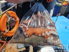 싸이즈 좋은 돌문어 조황입니다 화요일부터 자리여유 사진