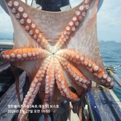 속초보스호 7/27(월) 대(왕)문어조황 5kg~7kg급 대문어가... 사진