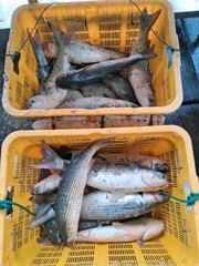 7월 27일 조황입니다~^^ 사진