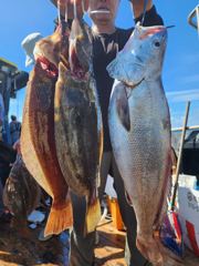 7월 28일 격포 오션투어호 민어 조황입니다. 사진