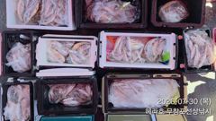 [백조기조황] 7/30 백조기 조황 사진