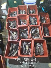군산 대호피싱 야간 우럭낚시 대박 싸이즈 마릿수 대박 조황 사진
