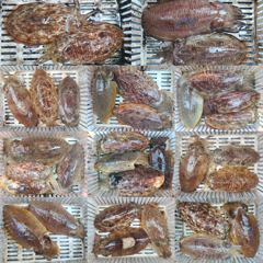 8월1일 페라리호 왕갑이 조황 사진