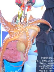 (((해림3호)))토요일 돌문어 조항입니다 사진