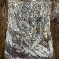 8월 1일 야간 한치낚시(반타임) 조황 사진