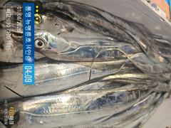 ＜＜통영 뉴명륜호＞＞ 8월 시즌 스타트!!! 씨알급 大갈치 쿨러가득^^ (예약문의 010-7100-1685) 사진
