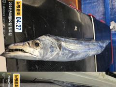＜＜통영 뉴명륜호 14인승＞＞ 은빛 大갈치!!! 쿨러입항조황 (예약 010-7100-1685) 사진
