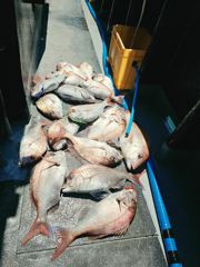 참돔 사진