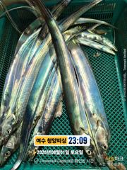 8월2일 입항조황입니다. 사진