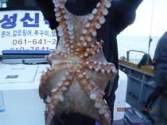  야간대왕돌문어 1.3K..야간+오전은 오늘밤 12시출발..7만원종일반 1K, 1K, 1K........ 사진