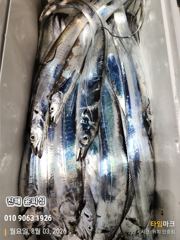 윤피싱 먼바다 갈치 텐빈 조황보고 사진