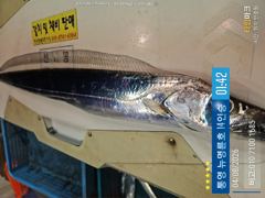 ＜＜통영 뉴명륜호 14인승＞＞ 3지,4지 씨알굿!!! 大갈치 손맛보러 고고~ (내일 번출 4자리) 사진