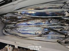 8월4일입항 대갈치 조황소식 입니다 사진
