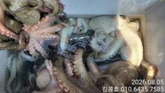킹콩호 문어 조황입니다! 사진