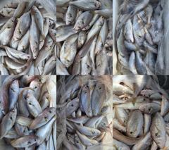 [백조기조황] 8월5일 소수의인원 전원 쿨러조황 사진