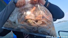 8.5주간문어 사진